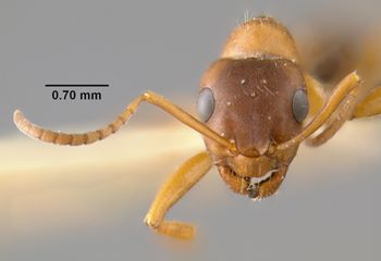 Media type: image;   Entomology 23138 Aspect: head frontal view